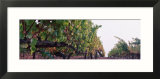 Crops in a Vineyard  Sonoma County  California  USA