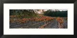 Vineyard on a Landscape  Sonoma County  California  USA