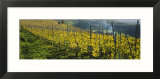 Vineyards  Peidmont  Italy