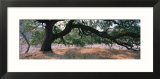 Oak Tree on a Field  Sonoma County  California  USA