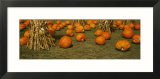 Corn Plants with Pumpkins in a Field  South Dakota  USA
