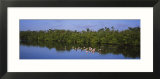 Flock of Flamingos  JN Ding Darling National Wildlife Refuge  Sanibel Island  Florida  USA