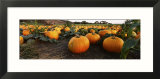 Pumpkins in a Field  Half Moon Bay  California  USA