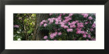 Rhododendron Flowers on a Plant  Oregon  USA