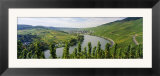 Vineyards Along Moselle River  Mosel-Saar-Ruwer  Germany