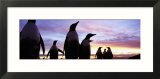 Silhouette of a Group of Gentoo Penguins  Falkland Islands