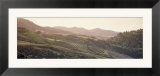 Vineyard in a Valley  Sonom  Sonoma County  California  USA