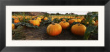 Pumpkins in a Field  Half Moon Bay  California  USA