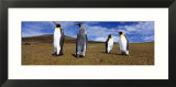 Four King Penguins Standing on a Landscape  Falkland Islands