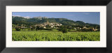 Vines in a Vineyard  Cotes du Rhone  Sablet  Vaucluse  Provence  France