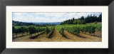 Vineyard on a Landscape  Adelsheim Vineyard  Newberg  Willamette Valley  Oregon  USA