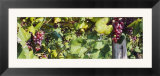 Close-Up of Red Grapes in a Vineyard  Finger Lake  New York  USA