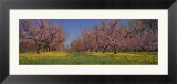 Cherry Trees in an Orchard  South Haven  Michigan  USA
