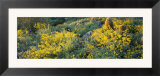 Brittlebush and Barrel Cacti in a Field  Sonoran Desert  Arizona  USA