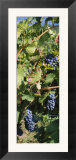 Close-Up of Red Grapes in a Vineyard  Finger Lake  New York  USA