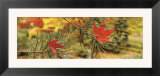 Maple Leaves Stuck on a Pine Tree Branch  Oregon  USA