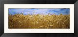 Wheat Crop Growing in Palouse Country  Washington  USA