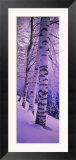 Birch Trees at the Frozen Riverside  Vuoksi River  Imatra  Finland