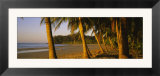 Palm Trees on the Beach  Samara Beach  Guanacaste Province  Costa Rica