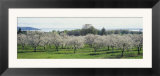 Cherry Trees in an Orchard  Mission Peninsula  Traverse City  Michigan  USA