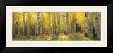 Aspen Trees in Coconino National Forest  Arizona  USA