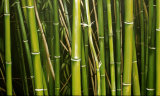 Bamboo Excitement