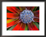 Center of a Blooming Agave  San Francisco Conservatory  California  USA