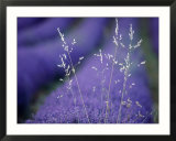 Lavender Fields in Flower  France