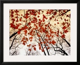 Bare branches and red maple leaves growing alongside the highway