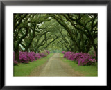 A beautiful pathway lined with trees and purple azaleas