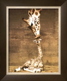 Giraffe  First Kiss