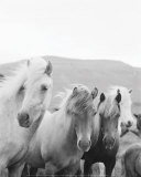 Icelandic Morning