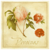 Pivoines