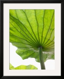 Lotus Leaf Texture