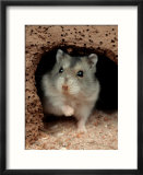 Dwarf Hamster