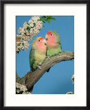 Pair of Peach-Faced Lovebirds