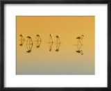 Lesser Flamingos on the Lake  Udaipur  Rajasthan  India