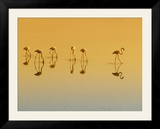 Lesser Flamingos on the Lake  Udaipur  Rajasthan  India