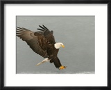 Bald Eagle in Landing Posture  Homer  Alaska  USA