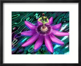 Detail of Passion Flower on Stained Glass  Alpharetta  Georgia  USA