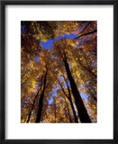 Blue Sky Through Sugar Maple Trees in Autumn Colors  Upper Peninsula  Michigan  USA