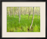 Paper Birch Trees on the Edge of Great Meadow  Near Sieur De Monts Spring  Acadia National Park