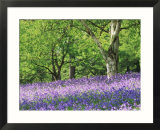 Bluebells in Woods  Springtime