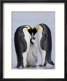 Emperor Penguin Chick and Adulta  Snow Hill Island  Weddell Sea  Antarctica  Polar Regions