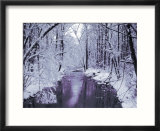 Snow Covered Trees along Creek in Winter Landscape