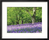 Bluebells in Woods  Springtime