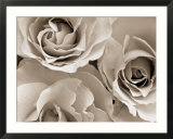Three White Roses