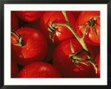 Tomatoes on Vine