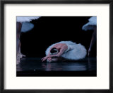 Ballet - Live Performance