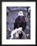 Bald Eagle  Chilkat River  AK
